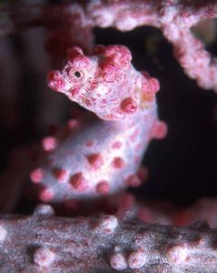 Pigmy-seahorse. Philippines by Eeckhaut Luc 